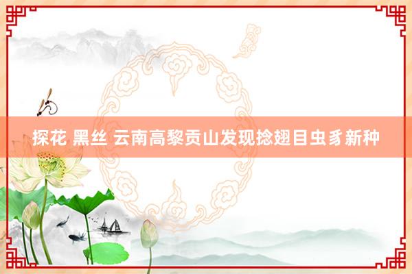 探花 黑丝 云南高黎贡山发现捻翅目虫豸新种